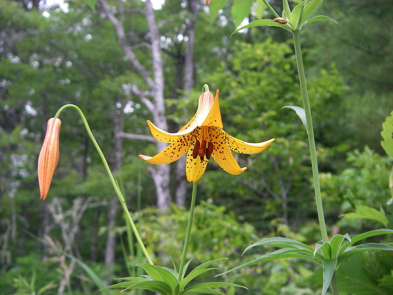 Lilium canadense